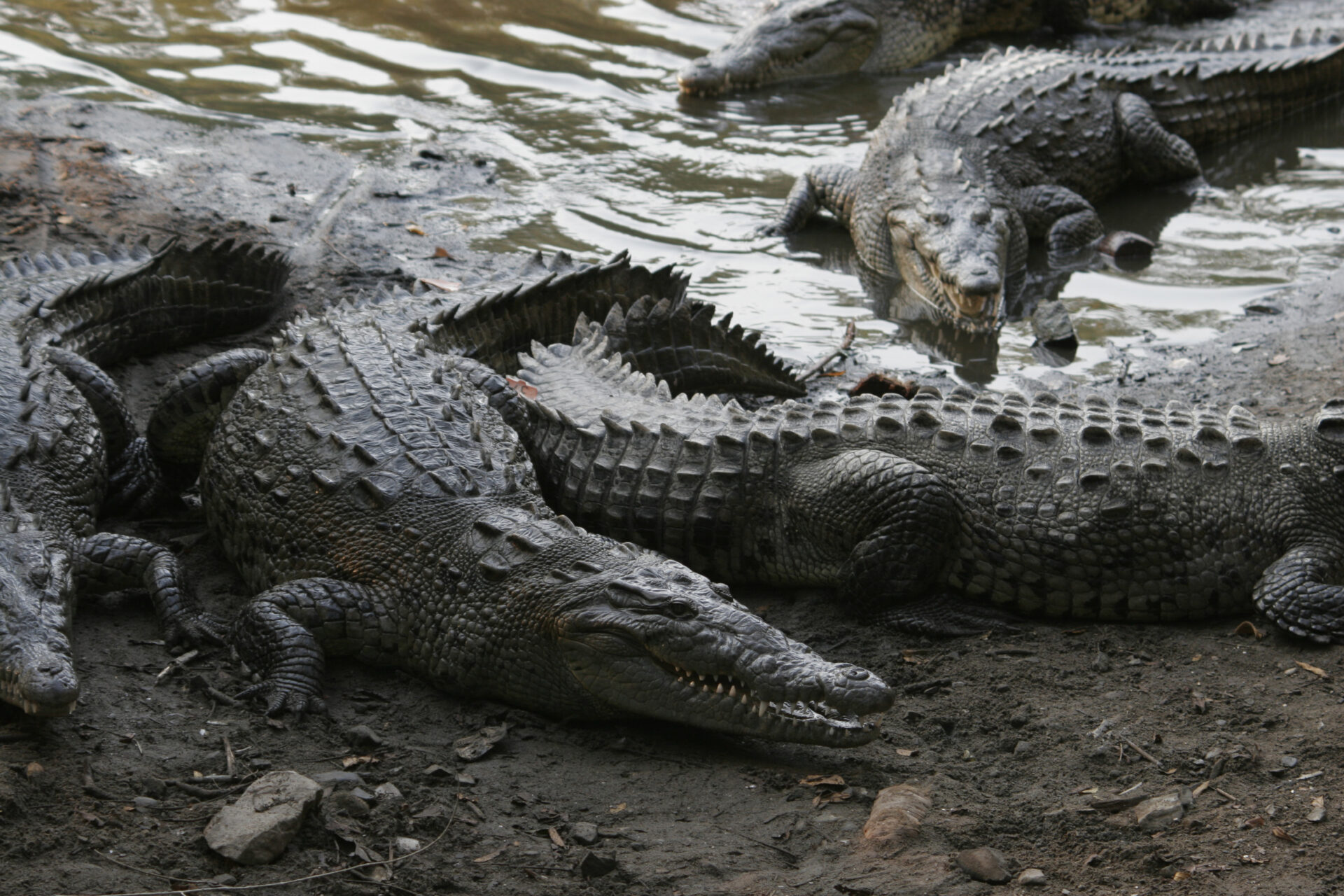 Alerta ambiental en Puerto Vallarta: hallan al menos 11 cocodrilos muertos y crecen los ataques contra la especie