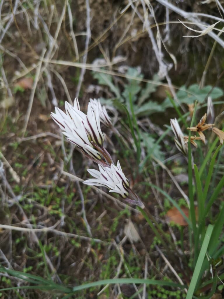 Tristagma sp. Créditos: ©Nicolás García