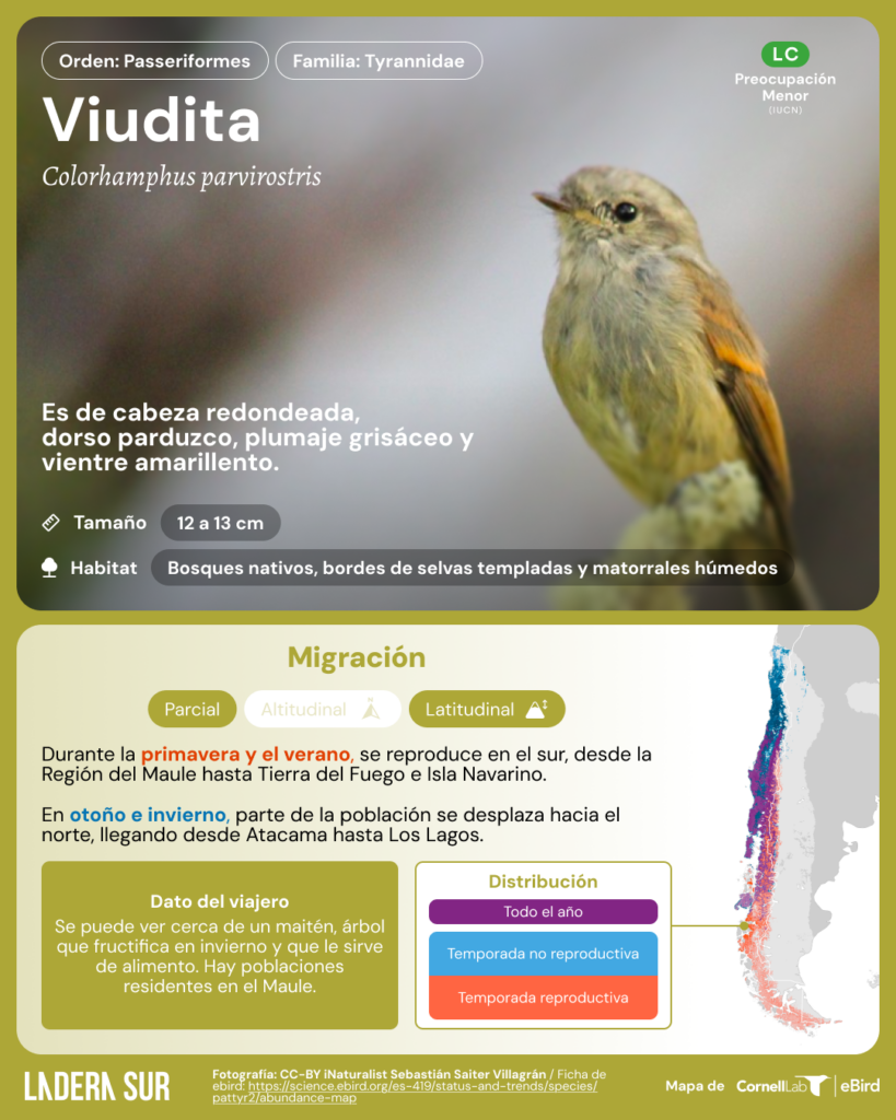 Viudita (Colorhamphus parvirostris). Créditos de la fotografía (CC-BY-NC): Sebastián Saiter Villagrán, vía eBird.