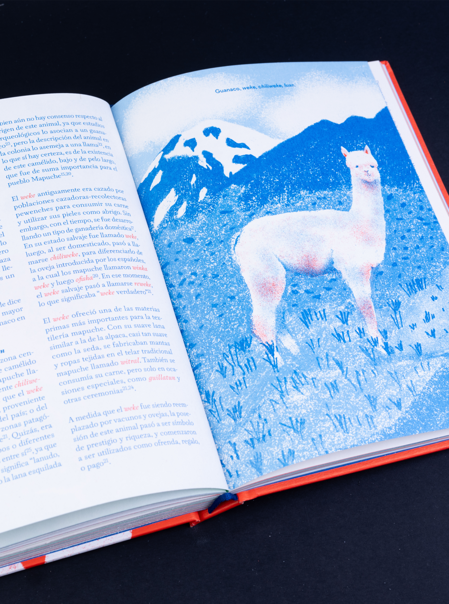 Biodiversidad y tradiciones: el nuevo libro que reúne 254 saberes del pueblo Mapuche recopilados durante cuatro años