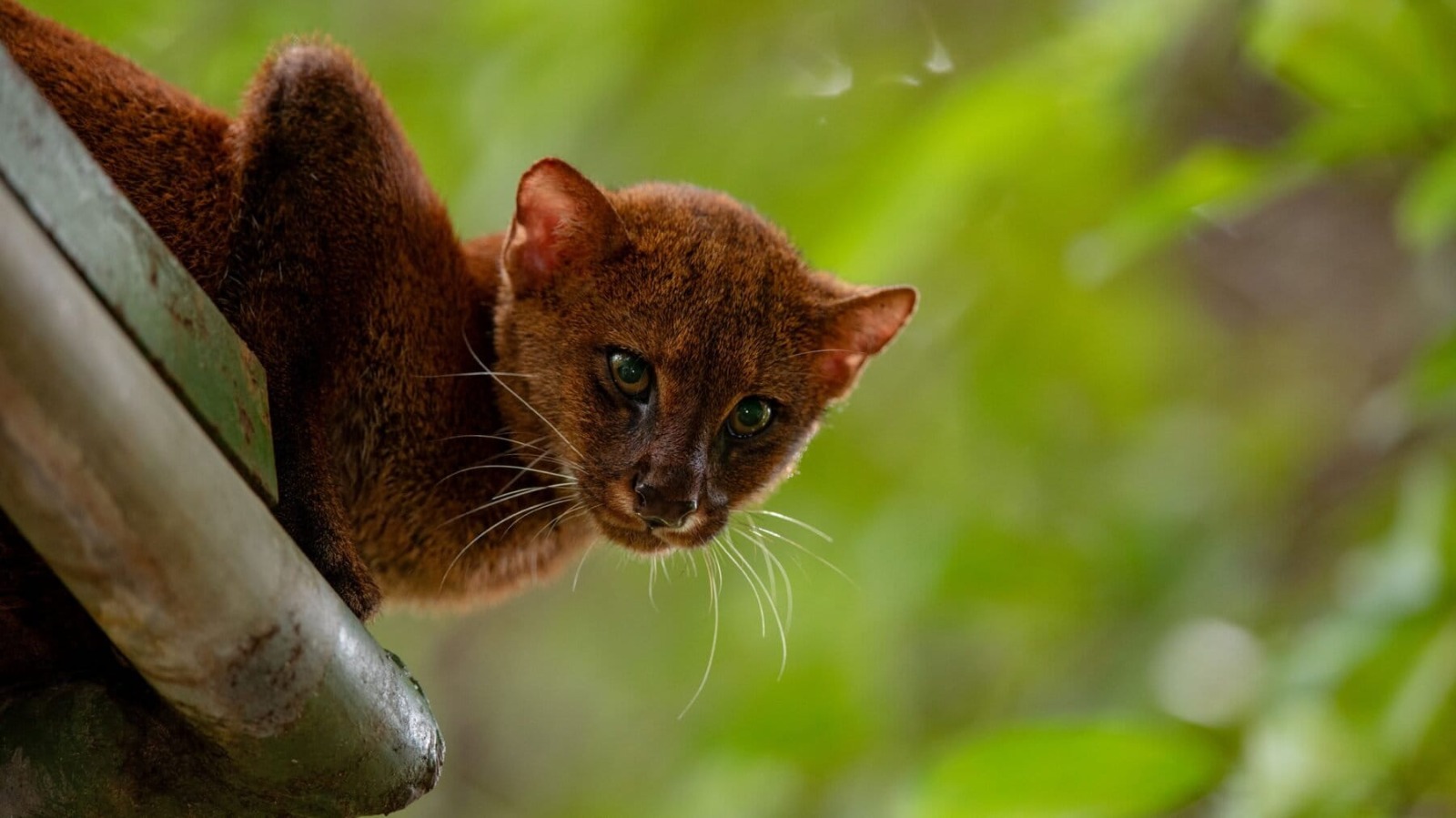 La cercanía con las mascotas está enfermando a los felinos silvestres de Costa Rica