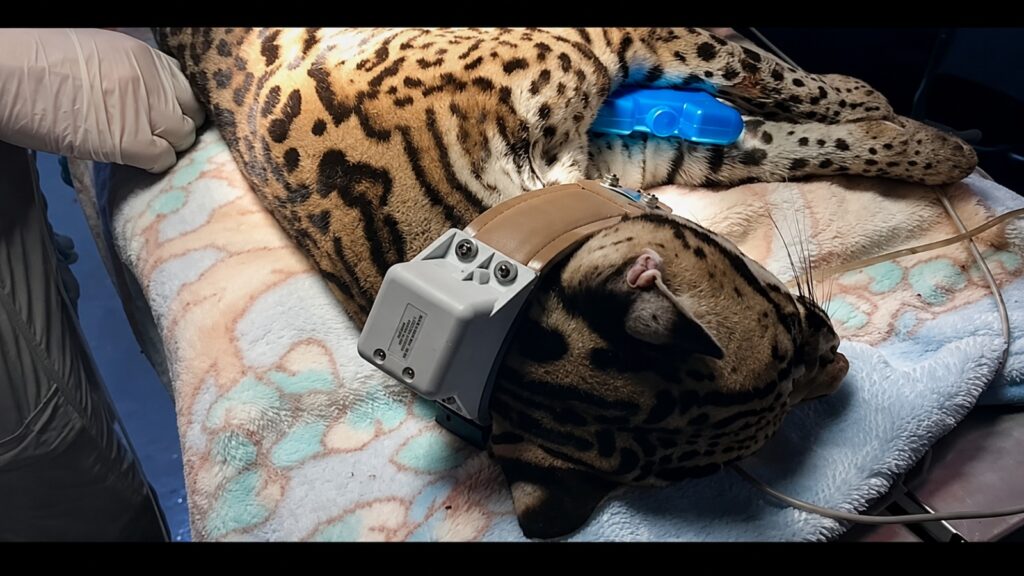 Atender a un felino silvestre es distinto a atender a una mascota. El estrés del manejo clínico puede asustarlos mucho y complicar el manejo del ejemplar. Créditos: cortesía Isabel Hagnauer.
