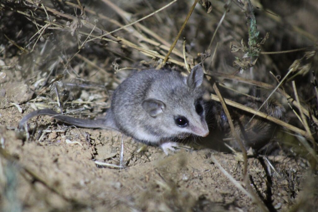 Yaca (Thylamys elegans). Créditos: © Francisco Garrido Morales, algunos derechos reservados (CC-BY-NC). https://www.inaturalist.org/observations/220596491