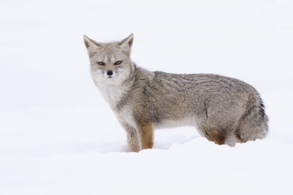 Zorro Chilla (Lycalopex griseus). Región de Magallanes y de la Antártica Chilena, Patagonia chilena. Créditos: ©Cristina Harboe.