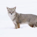 Zorro Chilla (Lycalopex griseus). Región de Magallanes y de la Antártica Chilena, Patagonia chilena. Créditos: ©Cristina Harboe.