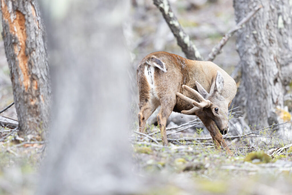 HUEMUL Francisco Espildora