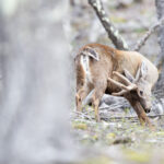 HUEMUL Francisco Espildora