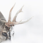 HUEMUL Francisco Espildora