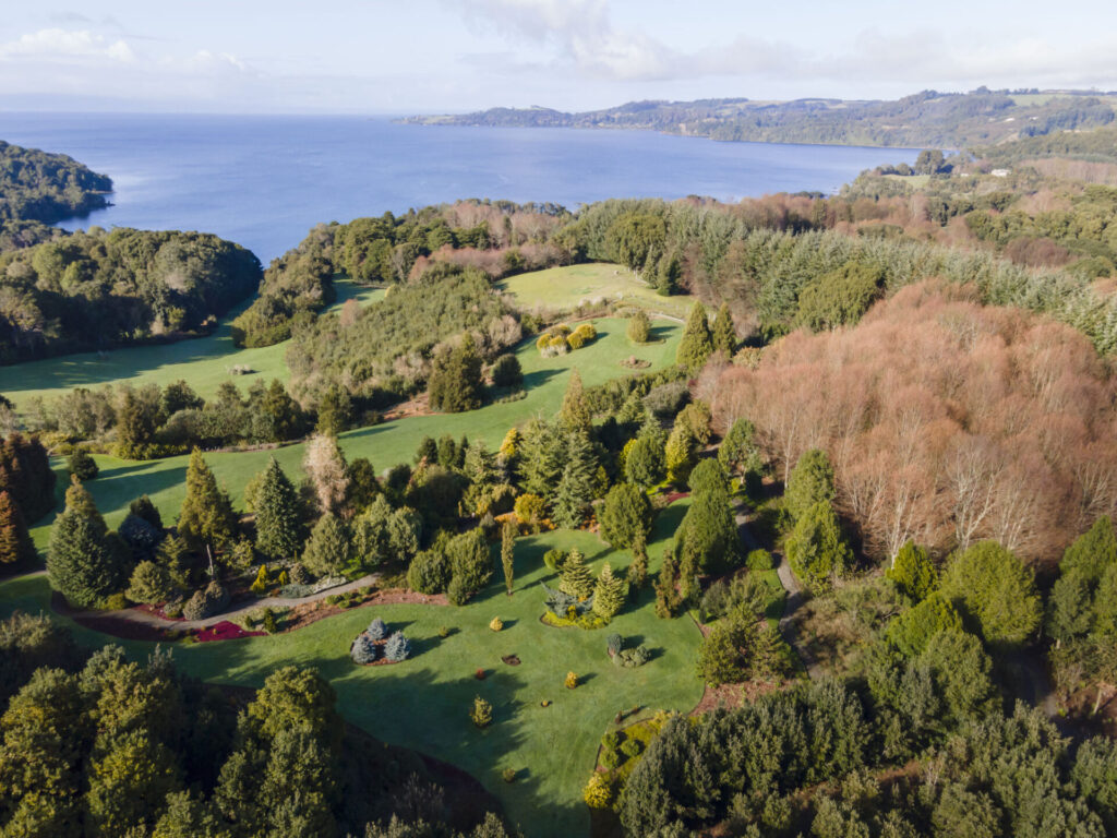 Jardín Botánico VerdeNativo, Puerto Octay, Región de Los Lagos, cuya ubicación a orillas del lago proporciona un microclima favorable para la conservación ex situ de Dendroseris neriifolia y otras especies. Crédito: © Ilse Ilijic. 