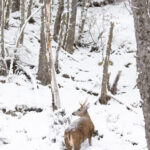 HUEMUL Francisco Espildora
