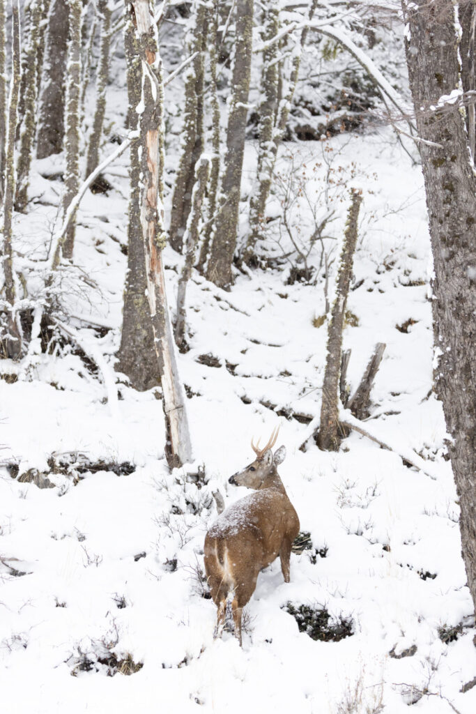 HUEMUL Francisco Espildora