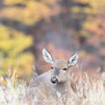 HUEMUL Francisco Espildora