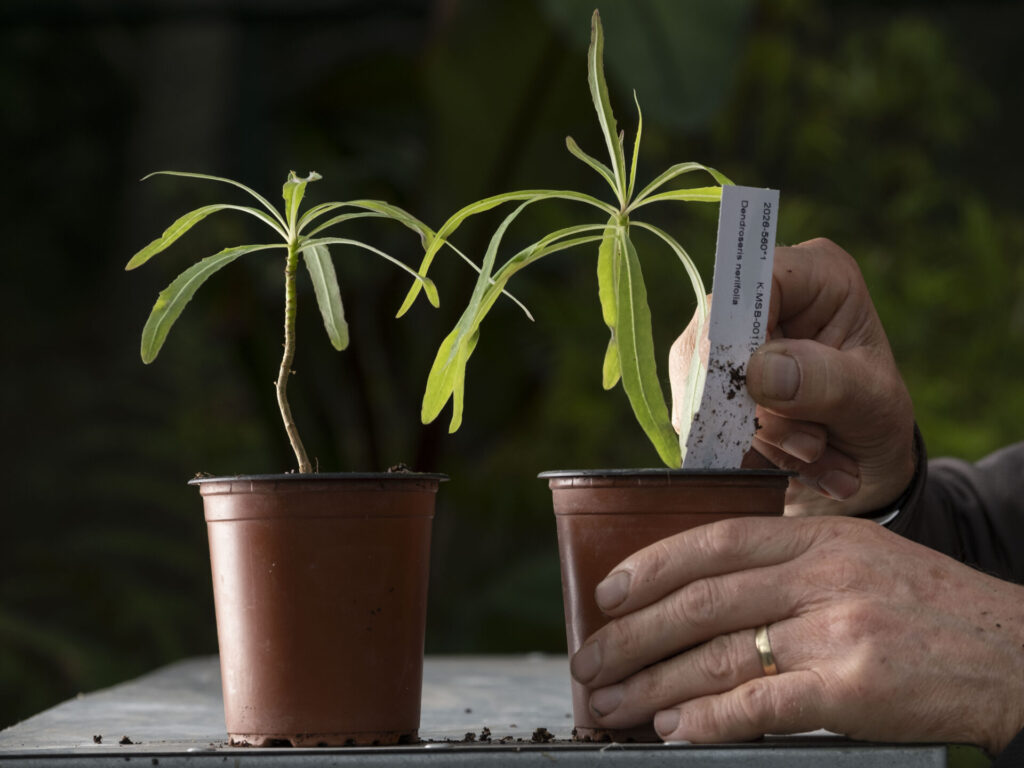 Las dos plántulas de Dendroseris neriifolia que llegaron a Escocia el 10 de septiembre de 2026, con la esperanza de que algún día produzcan semillas que contribuyan a evitar la extinción de la especie. Crédito: © Chris James. 