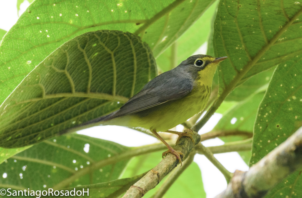 Hembra de reinita de Canadá (Cardellina canadensis). 
Foto: cortesía Santiago Rosado