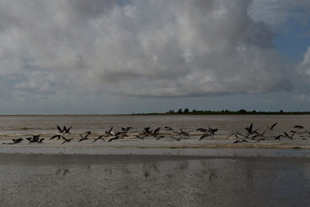 El entorno de la desembocadura, con su interacción entre el río y el mar, alberga una rica biodiversidad. Foto: Luis Ushirobira