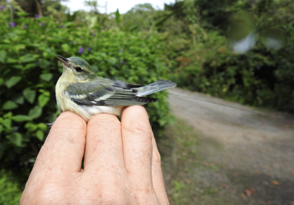 Hembra de reinita cerúlea (Setophaga cerulea) con un dispositivo de rastreo. Se distribuye por América del Norte y Central. Foto: cortesía Asociación Ambiental Cerúlea