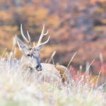 HUEMUL Francisco Espildora