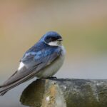 Golondrina chilena. Créditos: Pablo Gutiérrez Maier