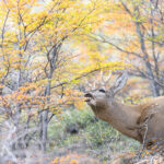 HUEMUL Francisco Espildora