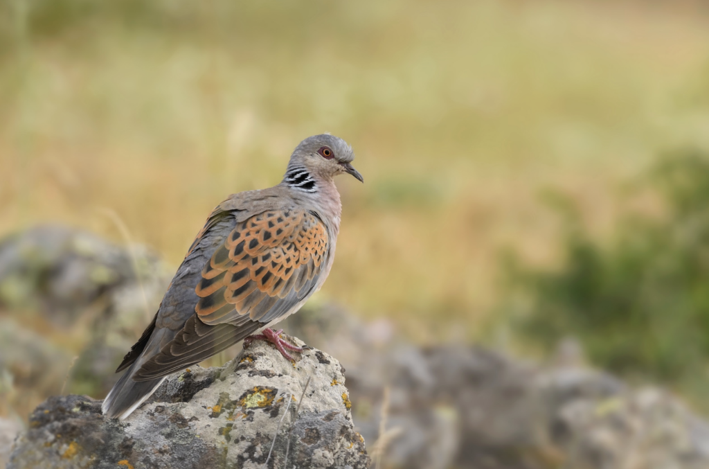 La tórtola europea ​(Streptopelia turtur) es una especie de ave columbiforme que habita en Europa, norte de África y Asia Central. Foto: cortesía David Havel/Shutterstock