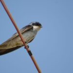 Golondrina chilena. Créditos: Pablo Gutiérrez Maier