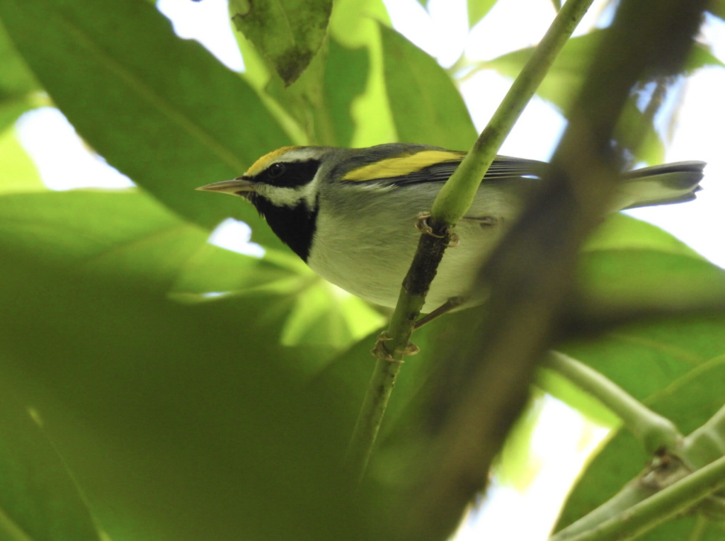Reinita alidorada (Vermivora chrysoptera), especie migratoria americana. Foto: cortesía Paz Irola