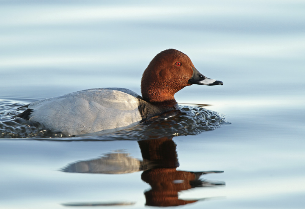 El porrón europeo (Aythya ferina) es una especie de ave anseriforme y migratoria que habita en Eurasia y África. Foto: cortesía Lars Petersson
