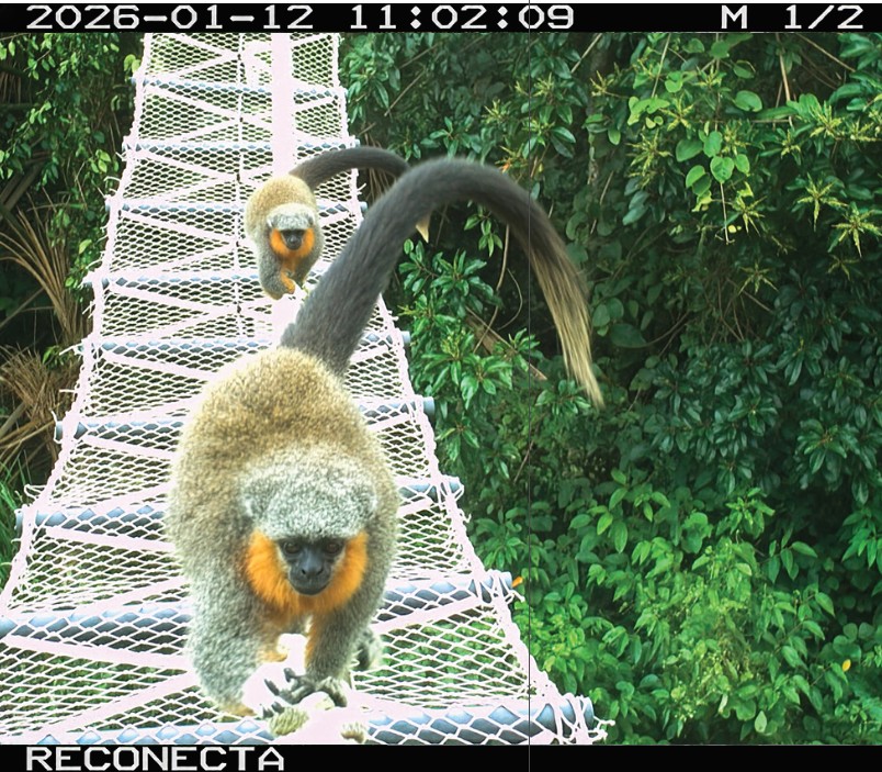 Zogue-zogue-de-Alta-Floresta (Plecturocebus grovesi), símbolo del programa de puentes de Alta Floresta. Foto: cortesía Instituto Nacional de Biología de la Conservación y el Zoológico del Smithsonian/Proyecto Reconecta