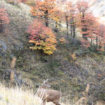HUEMUL Francisco Espildora