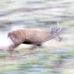 HUEMUL Francisco Espildora