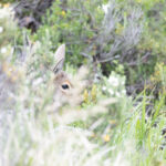 HUEMUL Francisco Espildora