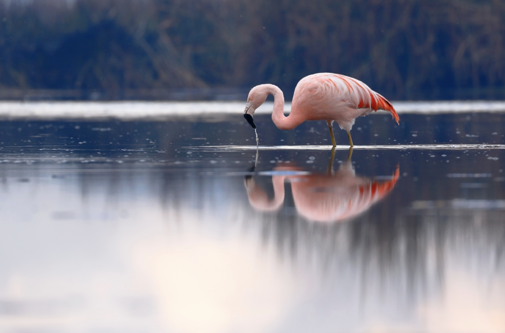 El Phoenicopterus chilensis, conocido como flamenco chileno o flamenco austral, es un ave nativa de América del Sur. 
Foto: cortesía Jonathan Chancasana/Shutterstock