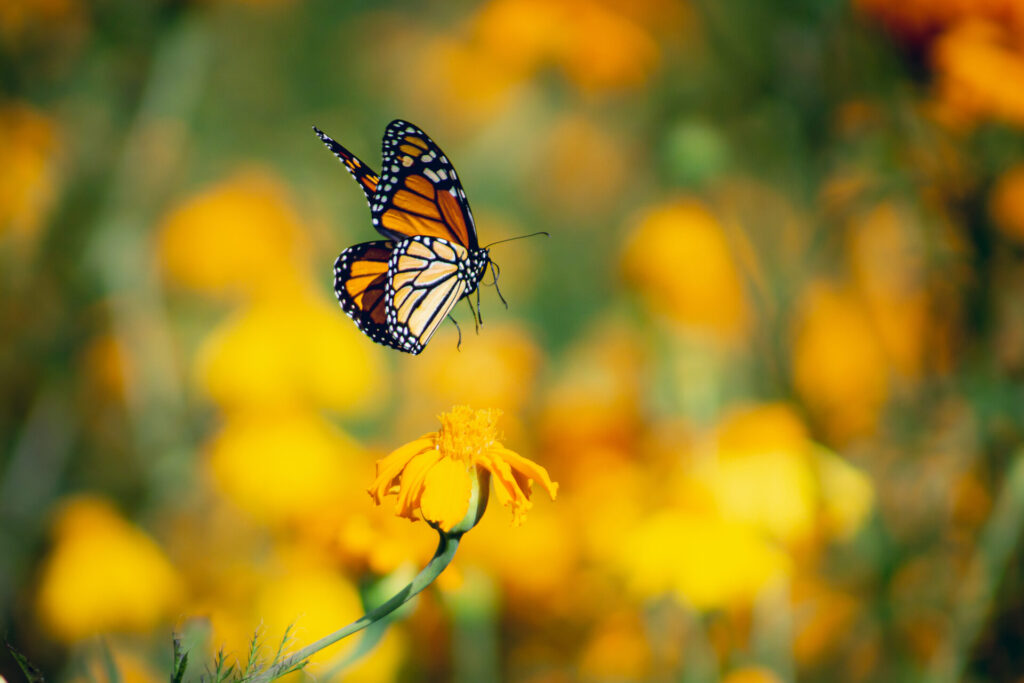 Mariposa en vuelo. Créditos: Juan Pablo Ortíz Tallavas
