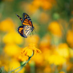 Mariposa en vuelo. Créditos: Juan Pablo Ortíz Tallavas