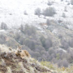 HUEMUL Francisco Espildora