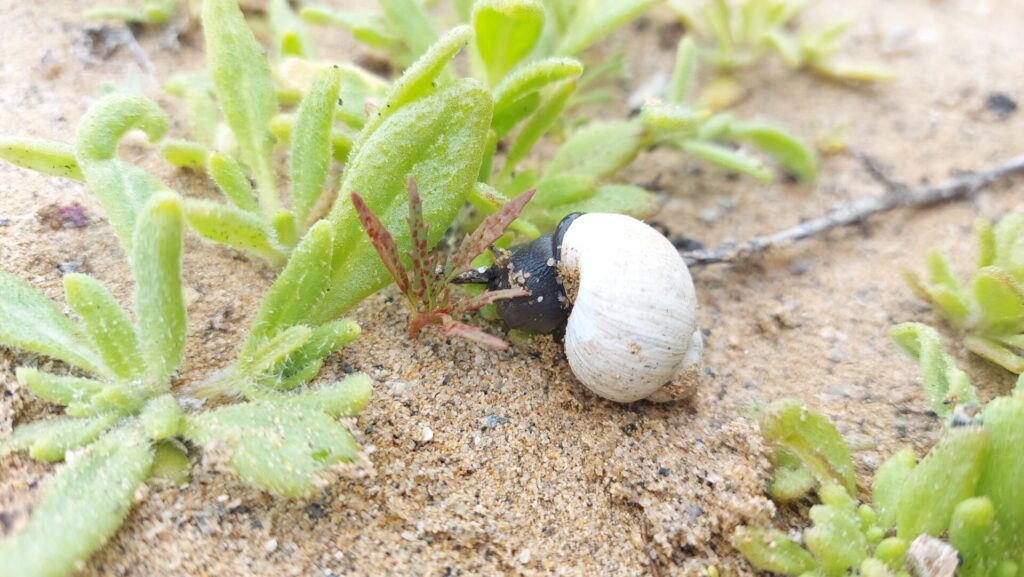 Caracoles del Desierto de Atacama. Créditos: ©César Pizarro