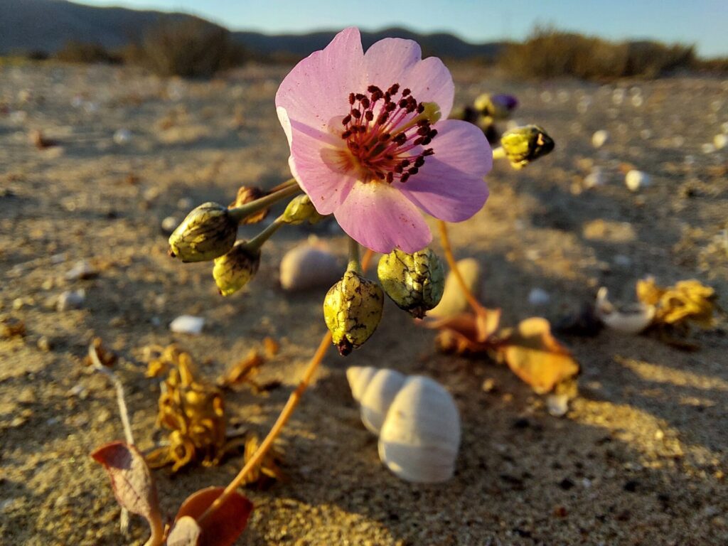 Caracoles del Desierto de Atacama. Créditos: ©César Pizarro