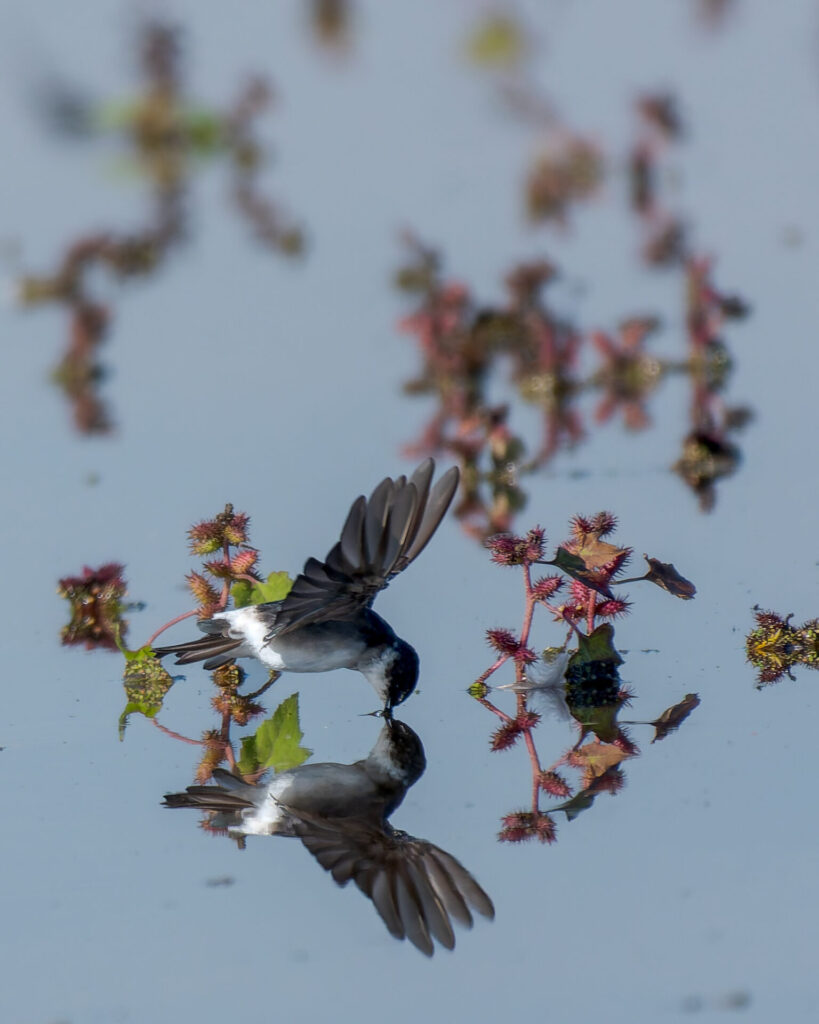 Golondrina chilena (Tachycineta leucopyga). Créditos: Manuel Bastias Contreras