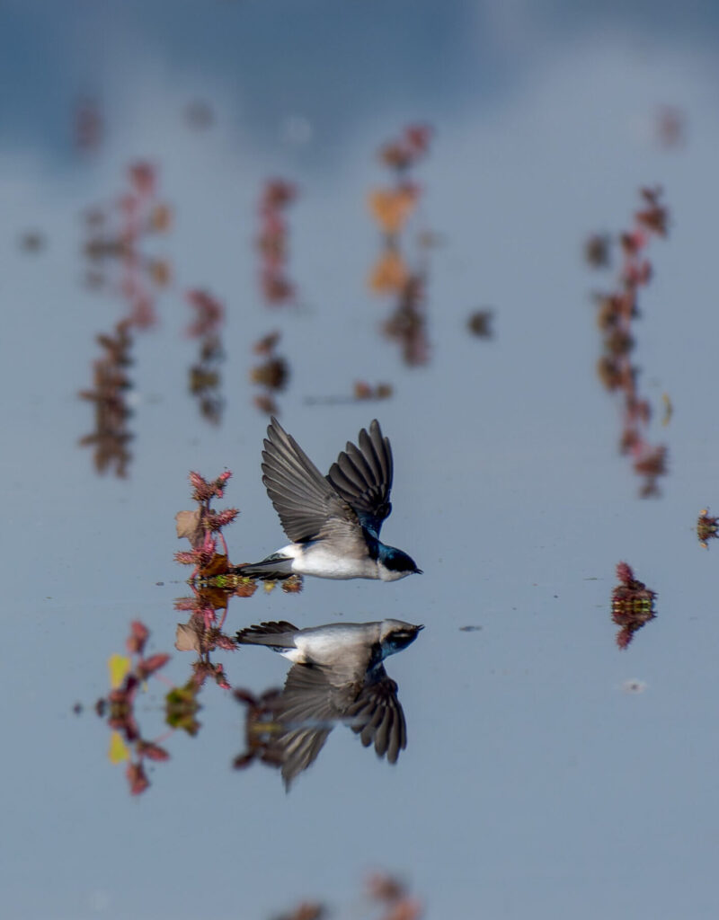 Golondrina chilena (Tachycineta leucopyga). Créditos: Manuel Bastias Contreras