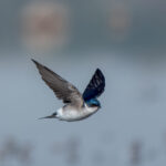 Golondrina chilena (Tachycineta leucopyga). Créditos: Manuel Bastias Contreras
