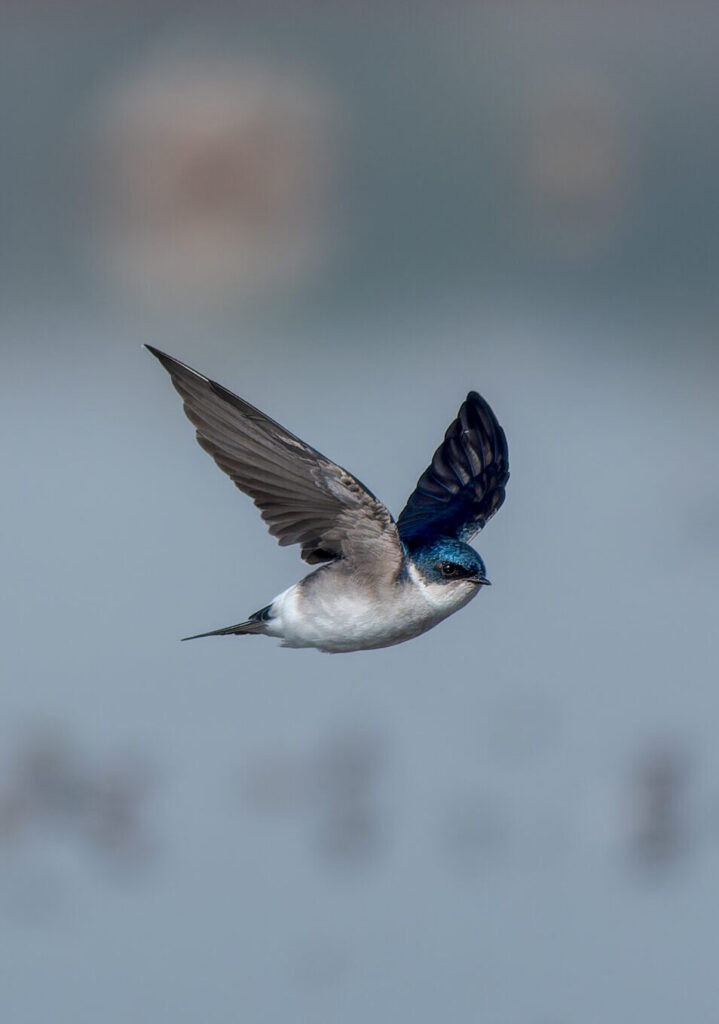 Golondrina chilena (Tachycineta leucopyga). Créditos: Manuel Bastias Contreras