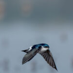 Golondrina chilena (Tachycineta leucopyga). Créditos: Manuel Bastias Contreras