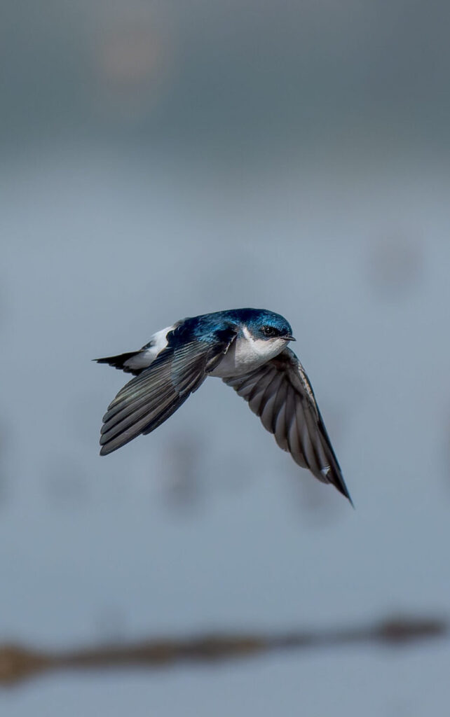 Golondrina chilena (Tachycineta leucopyga). Créditos: Manuel Bastias Contreras