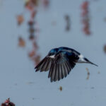 Golondrina chilena (Tachycineta leucopyga). Créditos: Manuel Bastias Contreras