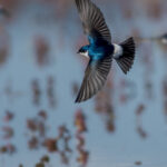 Golondrina chilena (Tachycineta leucopyga). Créditos: Manuel Bastias Contreras