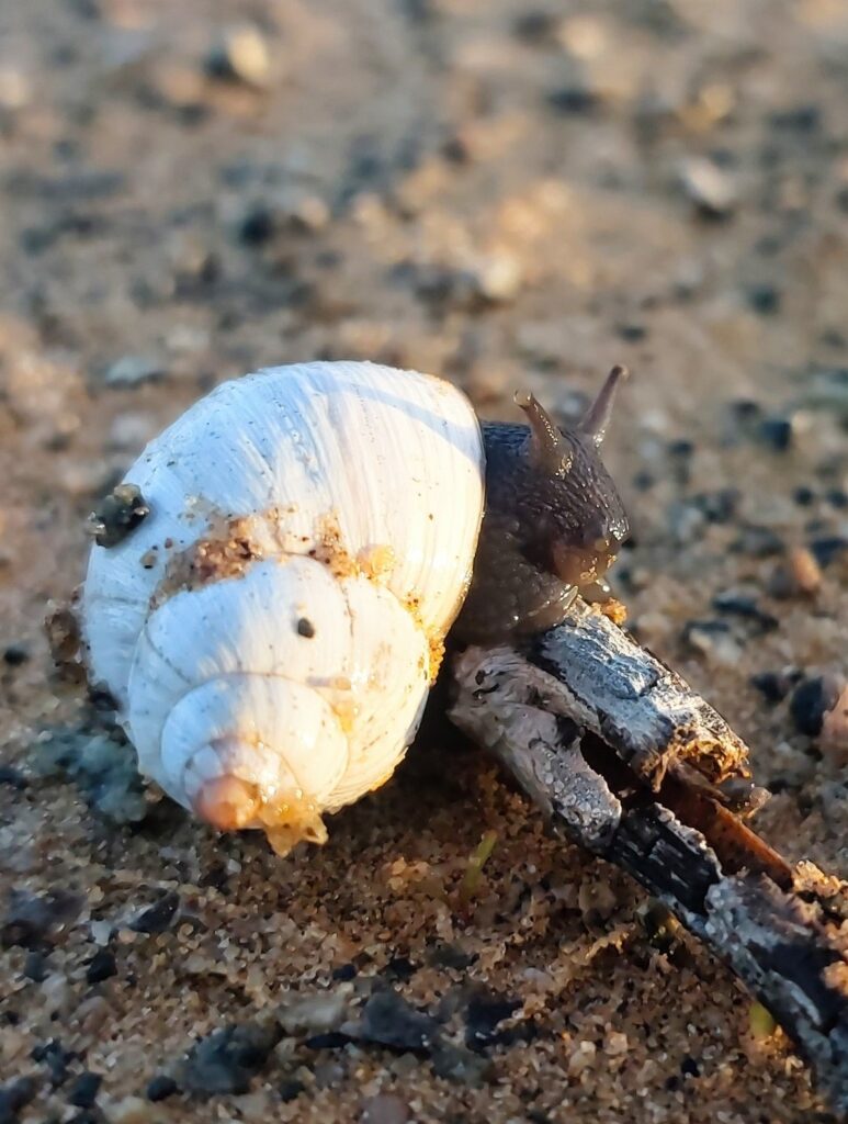 Caracoles del Desierto de Atacama. Créditos: ©César Pizarro