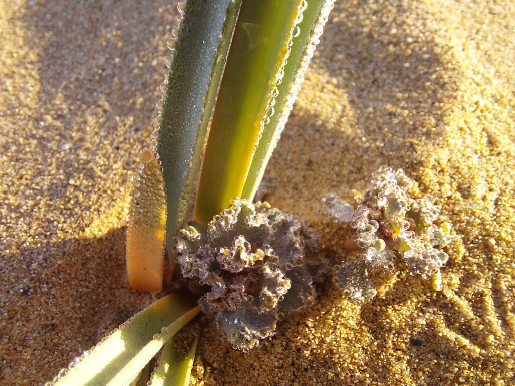 Caracoles del Desierto de Atacama. Créditos: ©César Pizarro