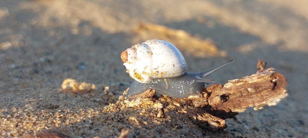 Caracoles del Desierto de Atacama. Créditos: ©César Pizarro