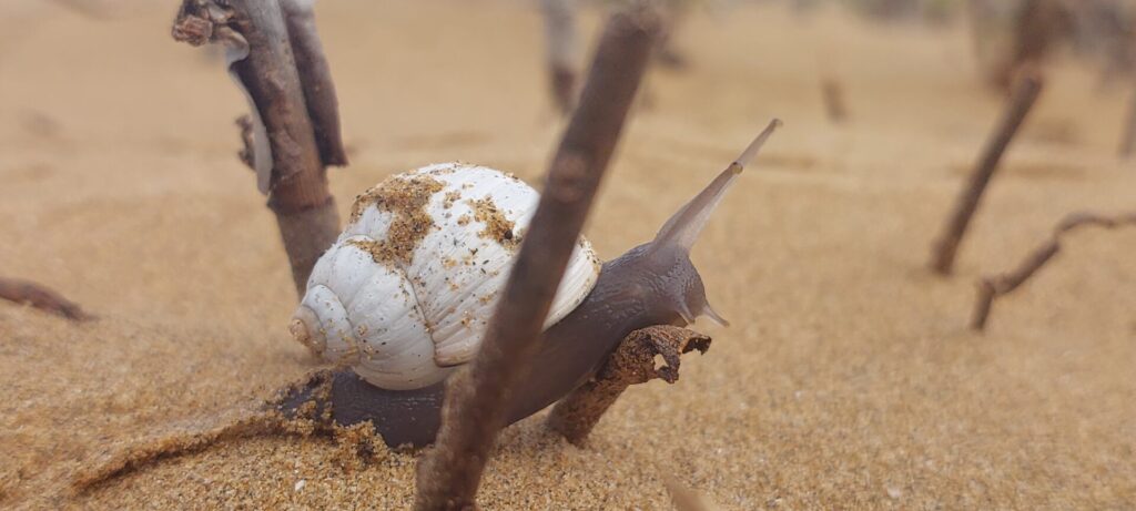 Caracoles del Desierto de Atacama. Créditos: ©César Pizarro