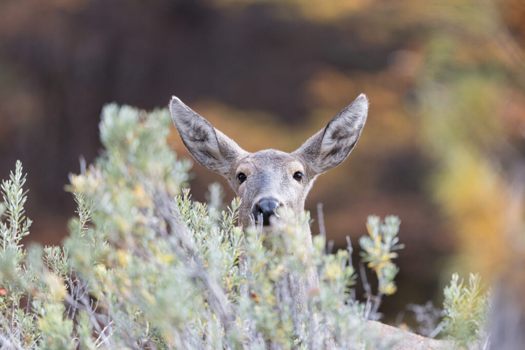 HUEMUL Francisco Espildora